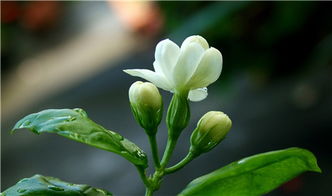 茉莉花代表什么象征意义有什么含义,茉莉花和常春藤的花语