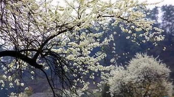 莫负大好春光,3月重庆最佳赏花地都在这里 文末有福利 