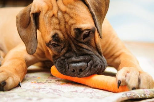 狗狗吃胡萝卜有什么好处 