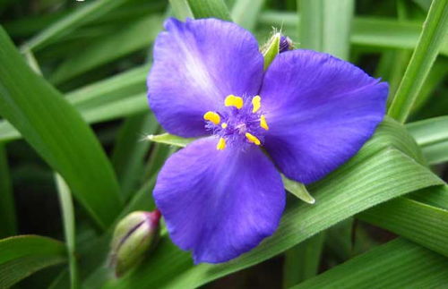 紫露草的养殖方法及养护要点,兰花紫月荷养殖方法