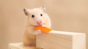 怎么做橡皮泥简单又可爱的小仓鼠