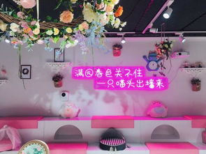 新店 青岛首个沉浸式日式猫咖下月开业