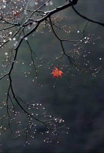 故宫雨 西湖雨 梧桐雨 一年中就属这排雨字头风物诗最是撩人