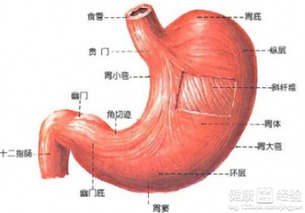 贲门炎贲门癌有什么区别