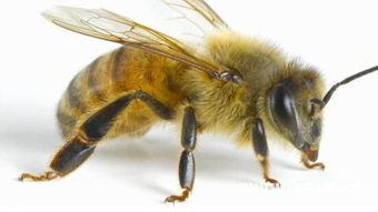 梦见打死蜜蜂是什么意思梦到打死蜜蜂好不好(梦见打死了蜜蜂)