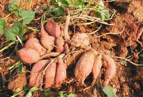 9d181db9c47d31e7? - 红薯种植技术和管理,红薯种植技巧大揭秘，轻松实现丰产丰收！