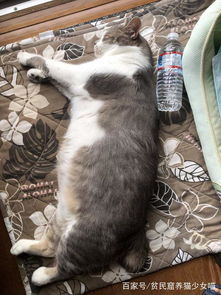在胖猫面前,一切都显得那么渺小,通过水瓶对比,让人大吃一惊