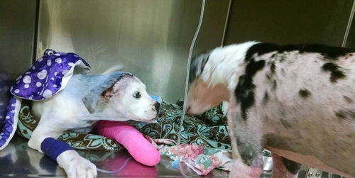 两只被虐待的狗狗在医院相遇,它们的举动,让人不禁落泪