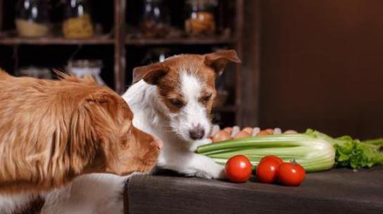 养狗,一定要吃这三种蔬菜 只喂肉的狗狗,会慢慢吃掉它自己