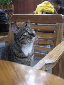 锦里陪我喝茶的猫 猫 锦里陪我喝茶的猫 饼干匣子 