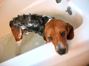 宠派盟说狗狗多久该洗一次澡 春夏可以频率高一点 