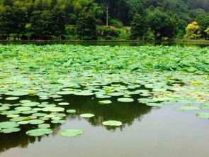 子逸风水 大门口有池塘好不好