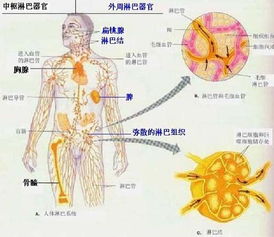 免疫系统