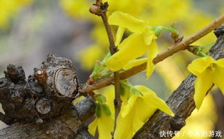 连翘的种植技术,繁殖方法有几种平时怎么管理 