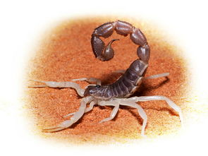 世界上最奇特的十种蝎子 