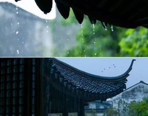 一城秋雨风凉,杭州隐秘苔藓公园寻访记