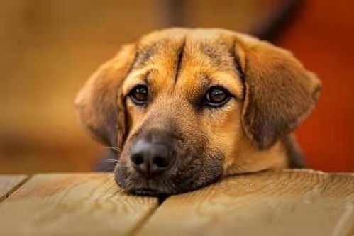 狗狗为什么会尿血 哪些原因导致的狗狗尿血