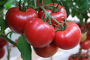 西红柿种植过程和方法,番茄栽培:从种子到成熟的步骤指南。