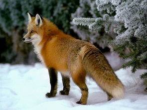 梦见狐狸是什么意思,代表什么 周公解梦 