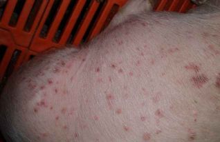 高温高湿季节别让湿疹 爬 到猪身上