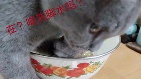 超凶的猫,怎么烤猫肉好吃