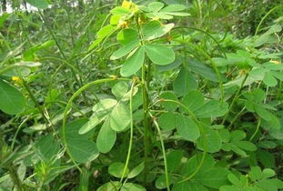 再也不用担心我认错花花草草了, 小时候常见又叫不上名的植物大全.乡村好记