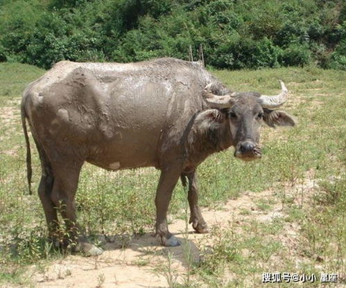 算命的说 这4大生肖 大囍 降临,5月有 意外之财 ,还不快接