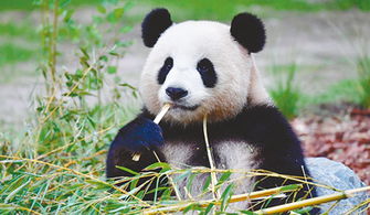 熊猫的外貌 生活习性 特点等资料 