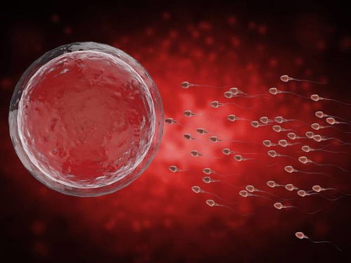试管胚胎为什么会发生胎停的情况？有哪些原因？