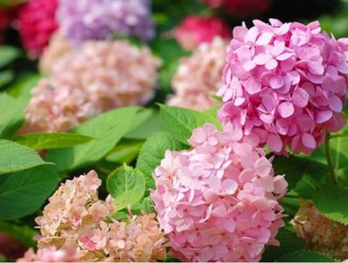 夏季最受欢迎的4种花,个个开花漂亮,花朵硕大,养在阳台最合适