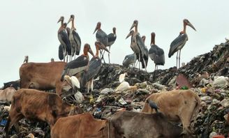 印度垃圾场养活的鸟比人还大,当地人饿的捡垃圾吃,也不吃它们