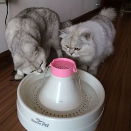 6个月的猫不喝水能活多少天