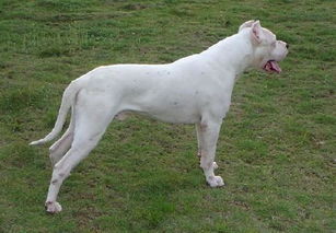 杜高犬是优秀的家庭伴侣犬 狩猎之王犬 
