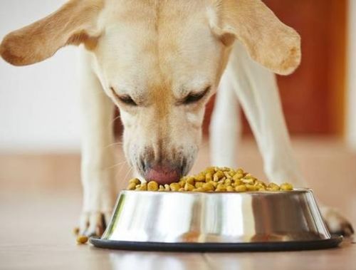 小编提醒 不要给狗狗吃这6种狗粮,对它没益处