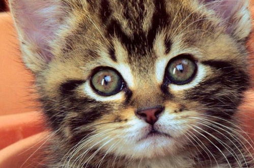 小猫猫可以吃核桃吗 