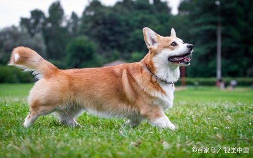 神经质的柯基犬你了解多少 柯基有什么缺点吗 你喜欢柯基犬