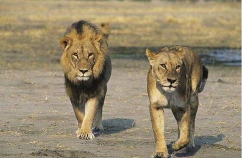 豹子和狮子哪个厉害 