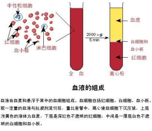 血浆 血液