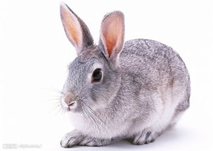 错了N多年 原来兔子们压根就不喜欢吃萝卜