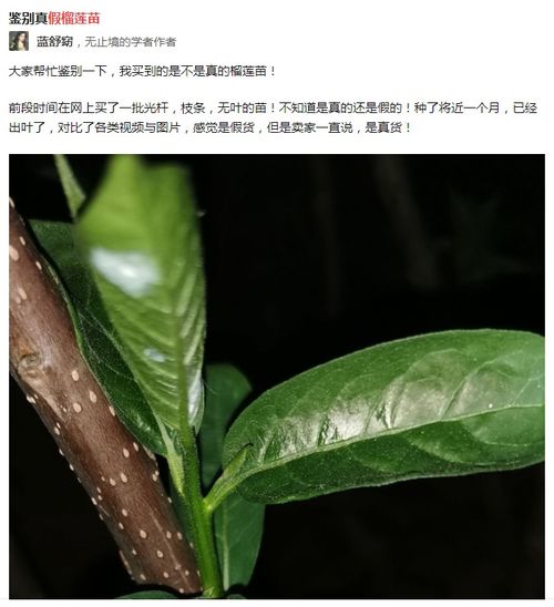 种一棵榴莲树的梦想,卖家布的是 不用负责任 的骗局