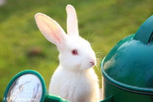 兔子的长耳朵有什么作用 