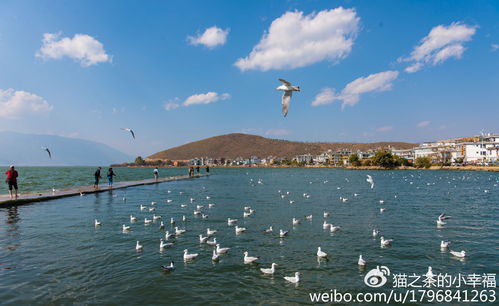 洱海挖色镇 喂海鸥 看日落