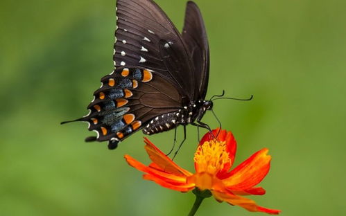 我国云南一地蝴蝶暴增,多达上亿只,也是全球蝴蝶种类最多的地方