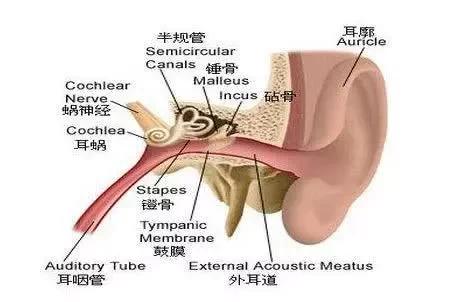 耳鸣耳聋最佳方法,你还在彷徨吗