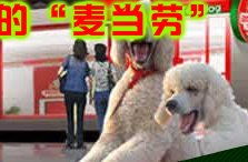 2019最新99个有关宠物宠物食品及用品之商户联络资讯 HK 88DB.com 