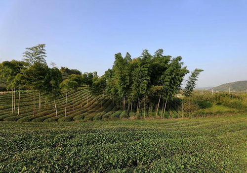 春游莫干山,再现浪漫情缘