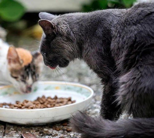 给猫咪喂食生骨肉真的健康吗