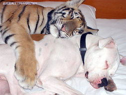 动物图片 老虎和狗结婚了