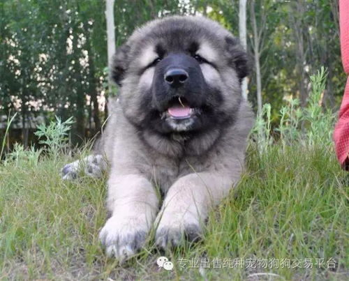 熊板高加索犬.纯种幼犬出售赛级血统宠物犬巨型高加索狗狗