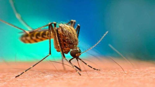 美放7.5亿只转基因蚊子,当地居民成小白鼠 背后或有更深含义